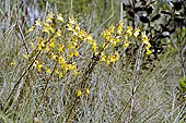 Wild vegetation along the Inca trail